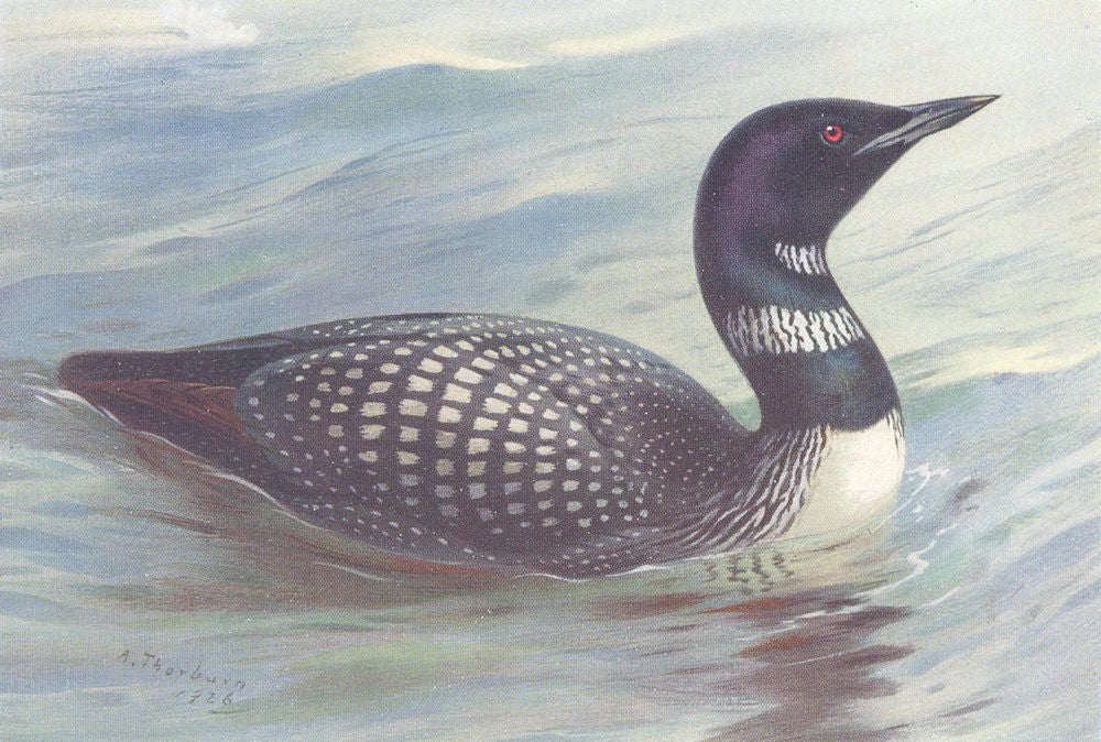 BRITISH BIRDS. Great Northern Diver. THORBURN 1926 old vintage print picture